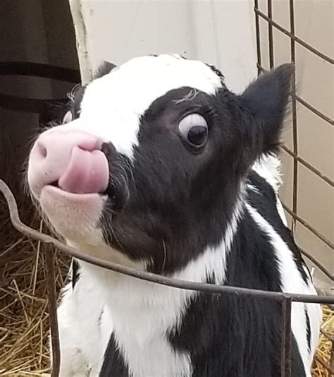 Baby cows are funny like baby humans. : r/Cows