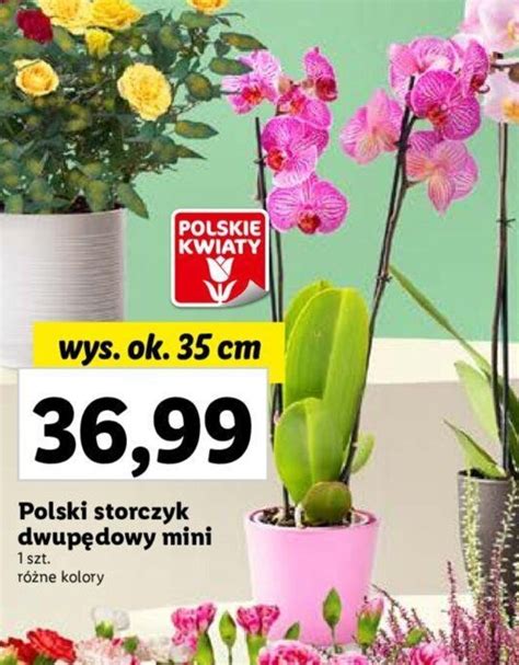 Promocja Polski storczyk dwupędowy mini Lidl