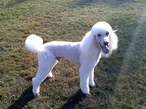 Mister in a Lamb cut!!!! - Poodle Forum - Standard Poodle, Toy Poodle ...