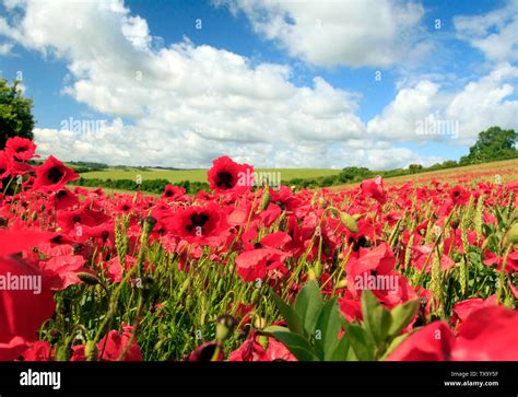 Poppy field flanders belgium hi-res stock photography and images - Alamy