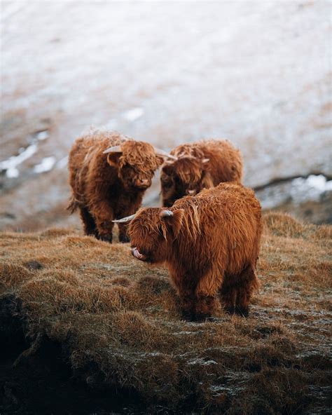 Scottish highland calves field | Premium Photo - rawpixel