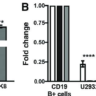 High Expression Of MiR 155 In DLBCL Cell Lines And Correlation With