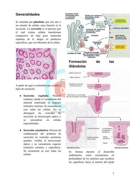 Tejido Glandular Experiencia Médica Udocz