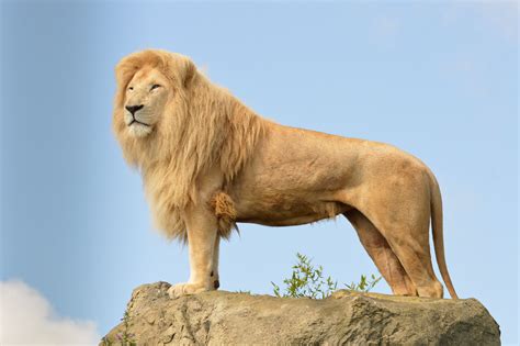 Wallpaper Lion Sky Rocks Animals 4746