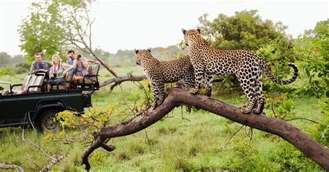 Llevo 20 Años Viajando A África Y Estas Son Las Cosas Que No Deberías Hacer En Un Safari