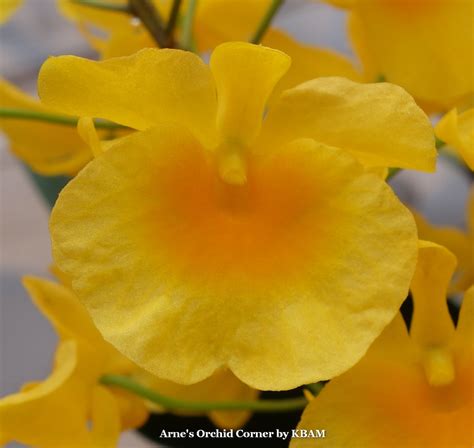 Arnes Orchid Corner Orchid Of The Day Dendrobium Lindleyi