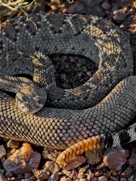 Western Diamondback Rattlesnake Bite - Animals Around The Globe