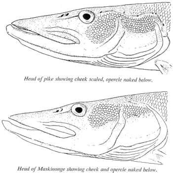 Muskie Biology - Ontario Muskie Fishing