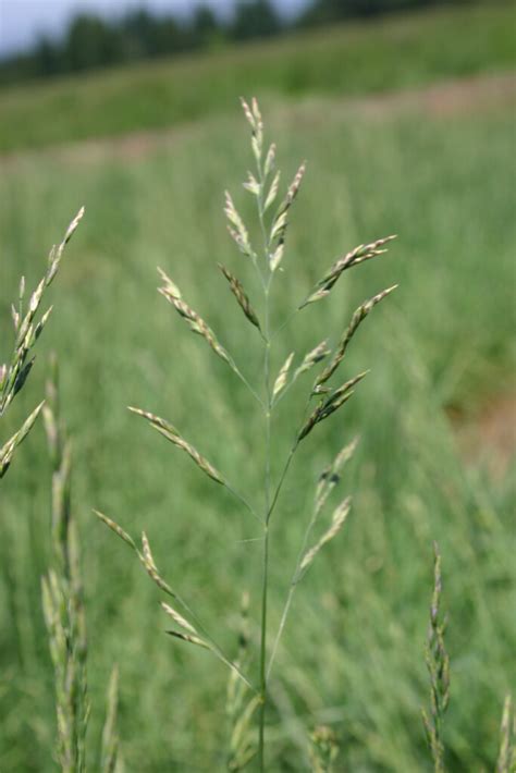 Silver Falls Seed Company Bluegrass Pine