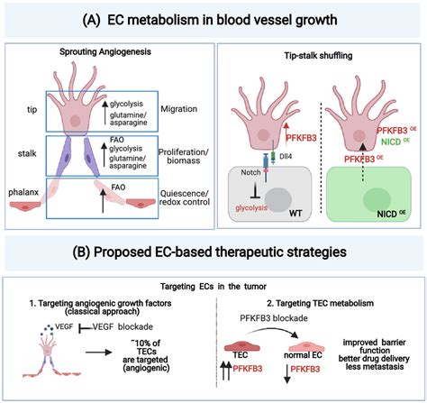 EC Metabolism And Proposed New EC Targeted Therapies A EC Metabolism