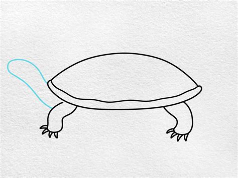 Painted Turtle Drawing - HelloArtsy