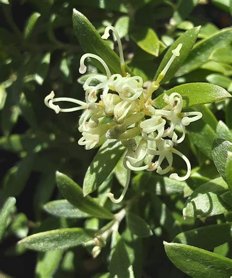 Grevillea Linearifolia Compact In 68mm Super Tube Trigg Plants