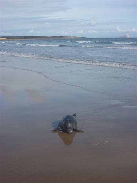 Coastal East Lothian Seal Pup On Richard West Cc By Sa 2 0