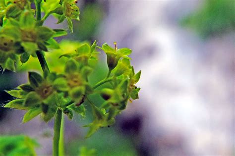 Alchemilla Micans Rosaceae Image 87463 At PhytoImages Siu Edu