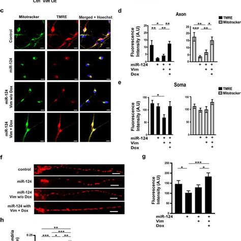 Vimentin Regulates Neuron Morphology And Mitochondria Function A Venn