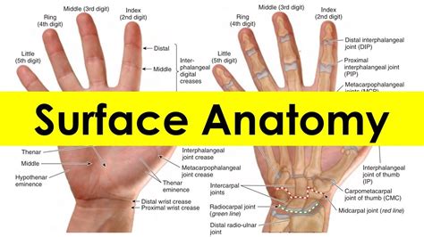 Hand Surface Anatomy Diagram