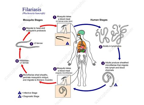 Filarial Worms Life Cycle