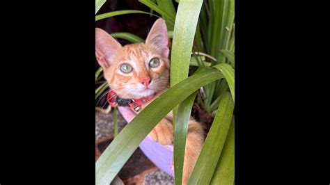 Gato Apollo Desapareceu No Bairro Jardim Padovani Cgn O Maior