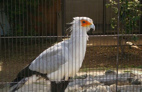 上野動物園のヘビクイワシ