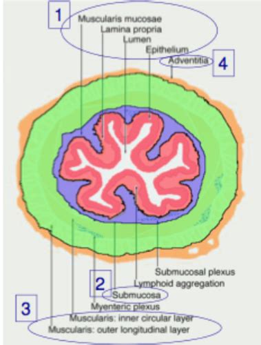 histology of the gut Flashcards | Quizlet