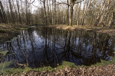 Water Reflection Of Tree Trunks In A Pond In The Forest Photo