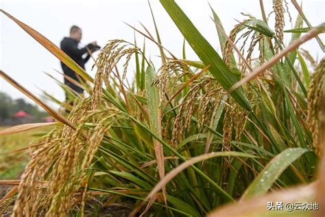 「中國糧」要靠「中國種」，2021年種水稻選什麼種好？ 每日頭條