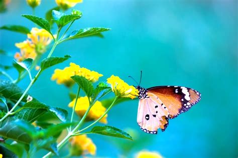 Tigre Llano Danaus Chrysippus Butterfly Visitando Flor En La Naturaleza