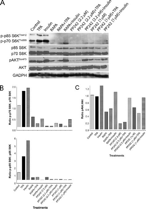 Figure 1 From ATP Site Binding Inhibitor Effectively Targets MTORC1 And