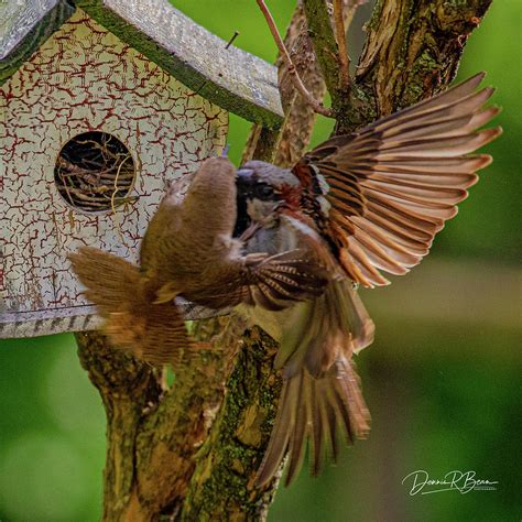 Mother Wren Defending The Nest Photograph By Dennis Bean Pixels