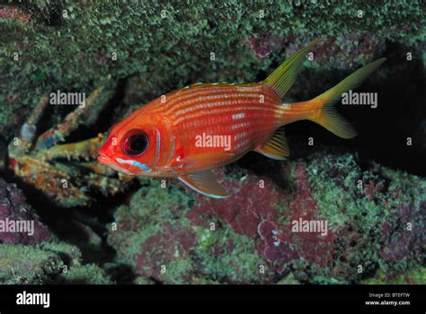 Squirrel Fish Hi Res Stock Photography And Images Alamy