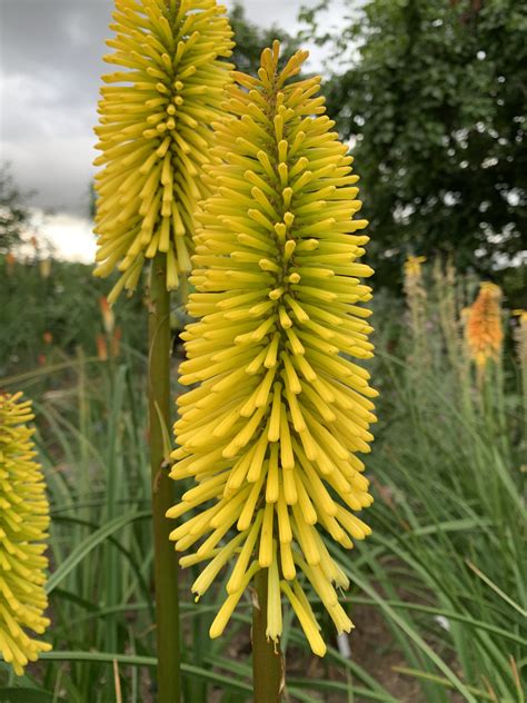 Kniphofia Dorset Sentry Andy Gladman