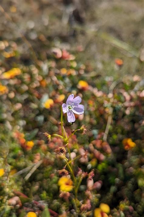 Tall Sundew From Anglesea VIC 3230 Australia On September 22 2022 At