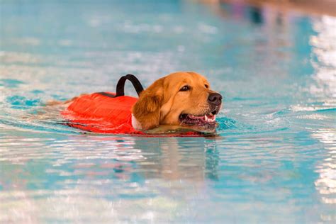 Fisioterapia para cachorros entenda como funciona e quando é indicado