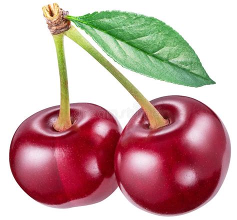 Cherries with leaf. stock image. Image of food, fruit - 113411675