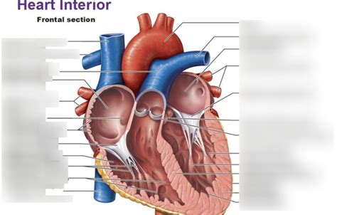 Heart Interior View Diagram Quizlet