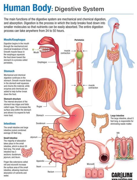 Digestive System Diagram For Th Class Digestive System Dia