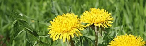 How To Get Rid Of Dandelions In Your Lawn Jonathan Green