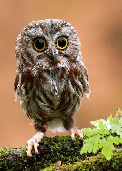 55,098 Baby Owls Royalty-Free Images, Stock Photos & Pictures ...