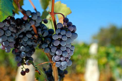 Best Merlot Grape Stock Photos, Pictures & Royalty-Free Images - iStock