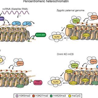 Schematic Representation Of The Telomeric And Subtelomeric