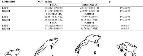 Figure 1 From Sciatic Nerve Conduction Velocity And Locomotory Patterns In Frog Uromastix And