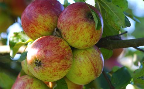 Apfel Apfelbaum Äpfel Kostenloses Foto auf Pixabay Pixabay