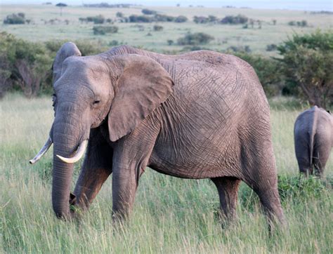 Loxodonta Africana African Bush Elephant Maasai Mara National