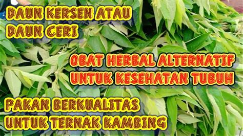 Manfaat Daun Kersen Atau Daun Ceri Untuk Kesehatan Dan Pakan Ternak