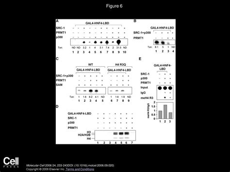 Two Functional Modes Of A Nuclear Receptor Recruited Arginine