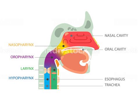 Larynx And Internal Pharynx Anatomy Human Head Medical Nose Mouth And