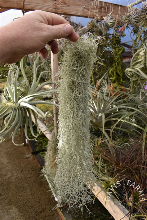 Tillandsia Usneoides Peruvian Curly Form Davis Farms Wholesale