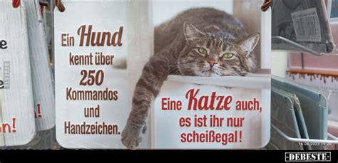 Ein Hund kennt über 250 Kommandos und Handzeichen Eine Katze auch es