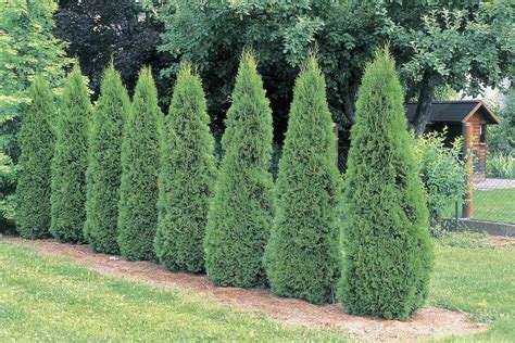 Tips For Using A Tree As A Hedge Plant