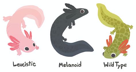 Axolotl Morphs And Colors By IMPULSEimpact On DeviantArt, 58% OFF